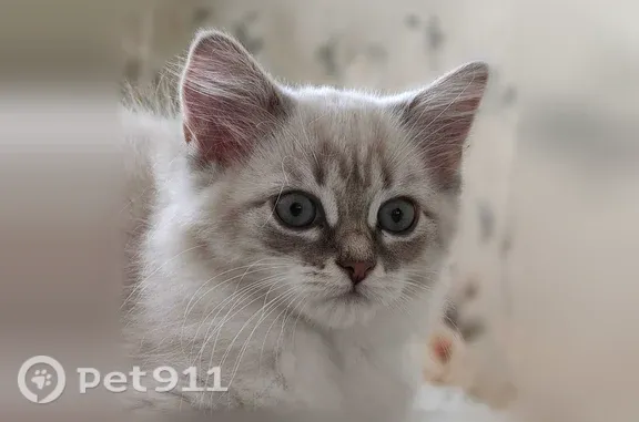 Пропала кошка, Родонитовая, д. 3 1, Екатеринбург — 3 месяца, белые носочки на лапках - photo