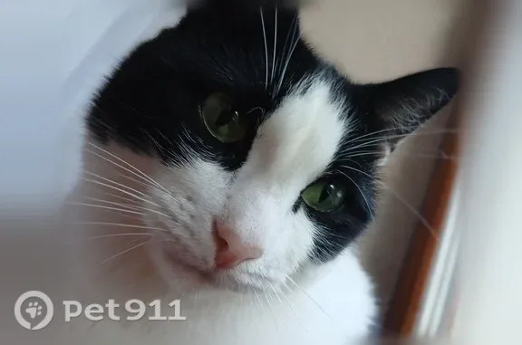Пропала кошка, Котлас, Маяковского, д. 21а, Котлас — белая, с чёрным сердечком сбоку - photo