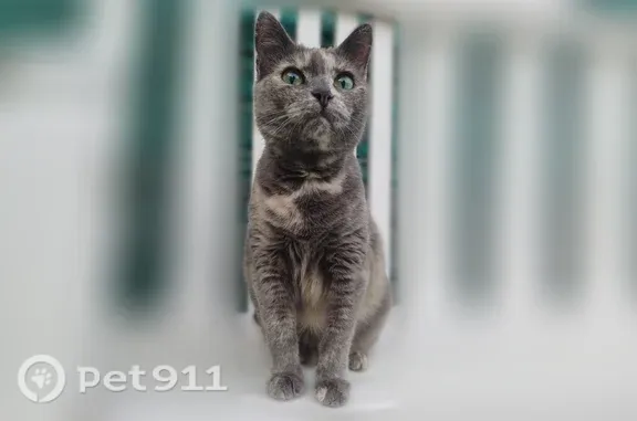 Пропала кошка, Сясьстрой, Северная, Сясьстрой — 13 лет, очень ласковая - photo