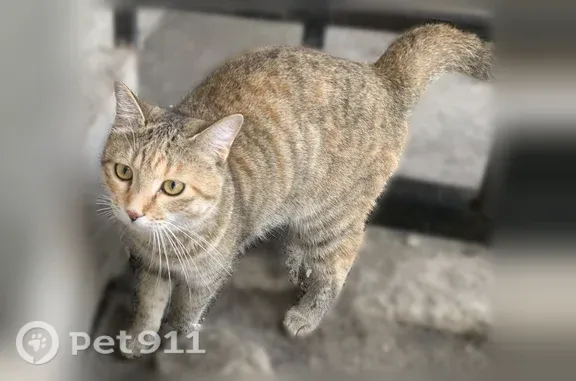 Найдена кошка, Свободный, фото: Найдена кошка, Свободный, Зейская, д. 57, Свободный — рисунчатый окрас табби, очень ласковая/ласковый