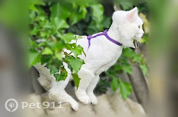 Пропала кошка, Нальчик, Шортанова, д. 25а — белая, ласковая, с кисточкой на хвосте - photo