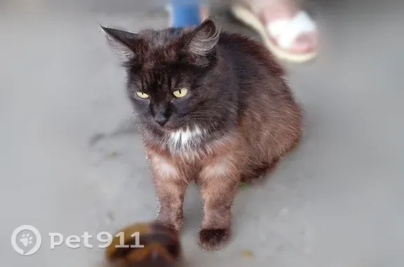 Найдена кошка, Йошкар-Ола, фото: Найдена кошка, остановка перекрёстка Либнехта-Мира, Йошкар-Ола — чёрная пушистая с белым пятнышком, ранка на боку