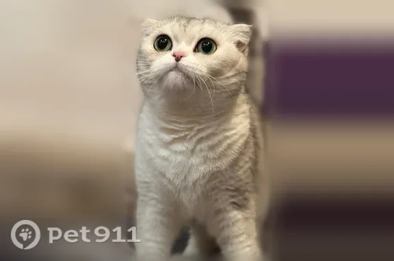 Пропала кошка, Быково — вислоухая шотландская, очень пугливая - photo