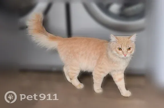 Найдена кошка, Новосибирск, фото: Найдена кошка, Новосибирск, Кропоткина, д. 117 — молодой длинношерстный рыжий котик, ласковый