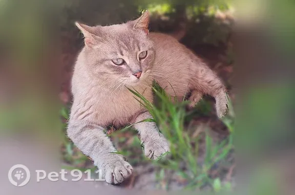 Найдена кошка, Свердлова, Ярославль — очень разговорчивая, ласковая - photo