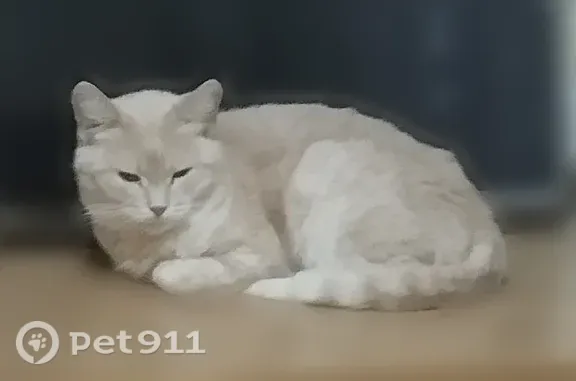 Пропала кошка, Мира, д. 23Б, Чебоксары — персиковая, но на руки не даётся - photo