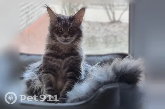 Пропала кошка, Королёв, Суворова, д. 9Б, Королёв — мейн-кун, 1 год, боится людей - photo