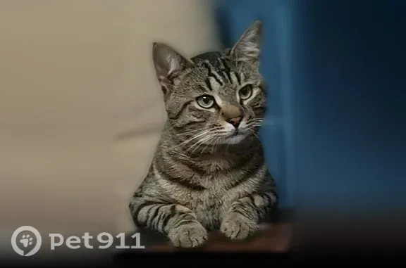 Пропала кошка, Тейково — серый метис, свежий шрам в районе живота после операции - photo