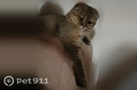 Пропала кошка, Короча, Васильева, д. 1, Короча — большой пушистый хвост, зелёные глазки - photo