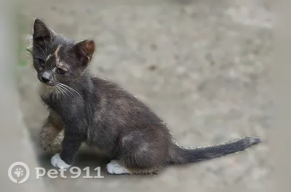 Пропала кошка, Керчь — 2 котёнка, серая с карамельными прожилками и чёрная с белой грудкой - photo