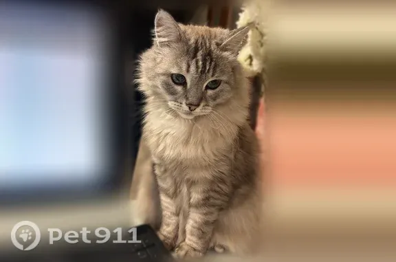 Пропала кошка, Салават, Юлаева, д. 16а, Салават — голубые глаза, бело-серая окраска - photo