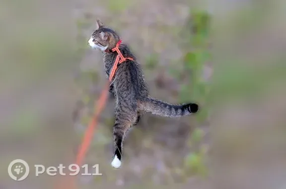 Пропала кошка, Деревня Соловьи, д. 7, Соловьи — серо-полосатая, в оранжевой шлейке и красном ошейнике - photo
