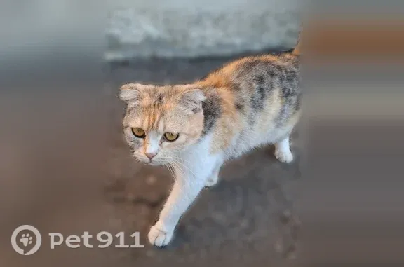 Объявления о пропавших и найденных животных, Каменоломни, фото: Найдена кошка, Ленина, Шахты — молодая, очень ласковая