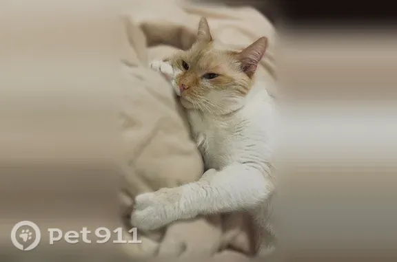 Кошки потеряшки, Тула, фото: Потеряшка кошка, Тула, Льва Толстого, д. 122, Тула — чёрная точка на носу, отзывается на кличку Рома