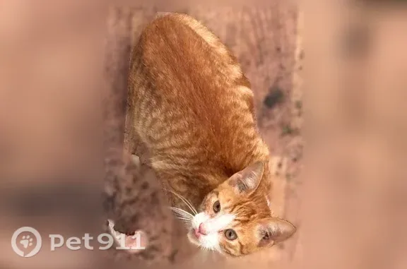 Найдена кошка, Калуга, фото: Найдена кошка, Калуга, Гурьянова, д. 26 — рыженькая с белыми лапками, с жёлтым ошейником