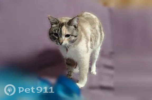 Пропала кошка, Михайловка, Харьковская, д. 74, Михайловка — голубые глаза, полосатый красно-зелёный ошейник - photo