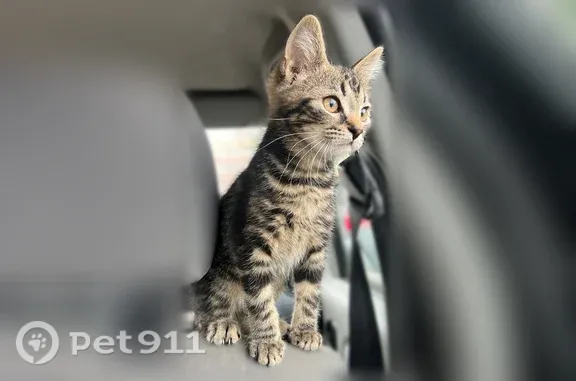 Кошки потеряшки, Псков, фото: Потеряшка кошка, Псков, Инженерная, д. 18, Псков — очень ласковая, но пугливая с незнакомыми