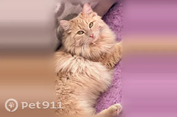 Пропала кошка, Усадебная, д. 92, Улан-Удэ — крупная, полностью рыжая, очень пушистая - photo