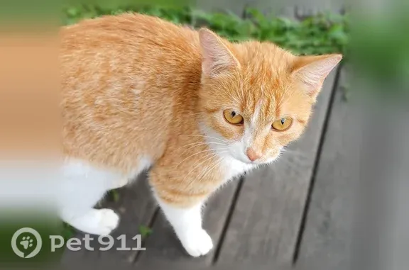 Найденные животные Котлас, фото: Найдена кошка, Котлас, Багратиона, д. 43, Котлас — идёт на руки, жёлтые глаза