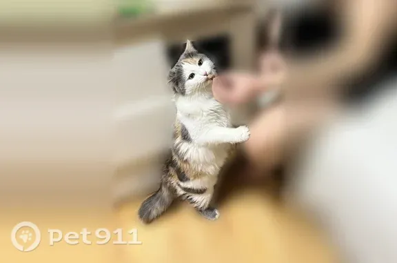 Пропала кошка, Домодедово - трёхцветная - photo