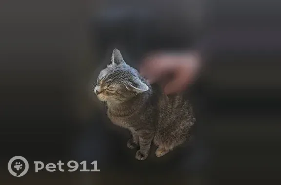 Пропала кошка, Островского, д. 62, Барнаул — тихая спокойная, любит прятаться - photo