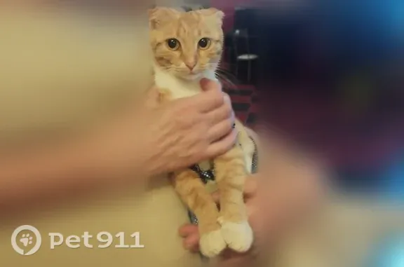 Найдена кошка, Подольск, фото: Найдена кошка, Подольск — вислоухая рыжая с жёлтыми глазами