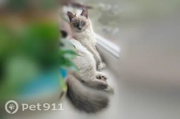 Объявления о пропавших и найденных животных, Слободской, фото: Пропала кошка, Успенская, д. 26, Слободской