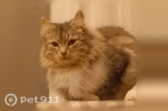 Пропала кошка, Апрелевка, Сиреневая, Апрелевка — серо-белая, пушистая - photo