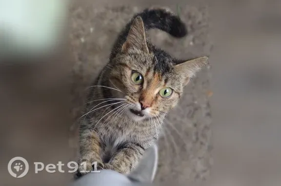 Кошки потеряшки, Тверь, фото: Найдена кошка, Ржевская, д. 7, Тверь — весь день бродит и орёт во дворе