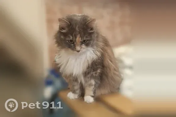 Пропала кошка, Троицк, Центральная, д. 30, Троицк — очень лёгкая и быстрая - photo