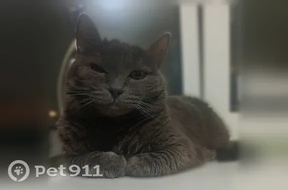 Пропала кошка, К.Маркса, д. 68, Курган — серая, крупного телосложения, один глазик полузакрытый - photo