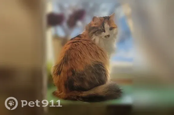 Пропала кошка, Чистополь, Хамзина, д. 141, Чистополь — трёхцветная, добрая, доверчивая - photo