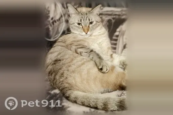 Кошки потеряшки, Тюмень, фото: Потеряшка кошка, Тюмень, Рационализаторов, Тюмень — крупная, длинные лапы, тёмный длинный хвост