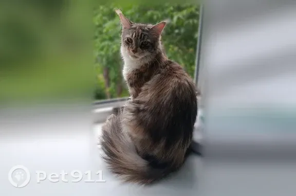 Пропала кошка, Екатеринбург - photo