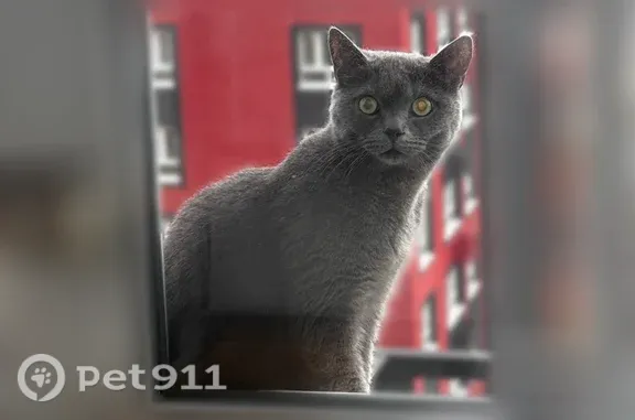 Найдена кошка, Балашиха, фото: Найдена кошка, Балашиха, Яганова, д. 3 — упала на подоконник на 17 этаж
