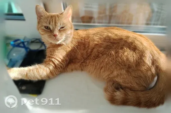 Пропала кошка, Романенко, д. 79, Миасс — рыжая, 3 года, откликается на Ириша, Дуся - photo