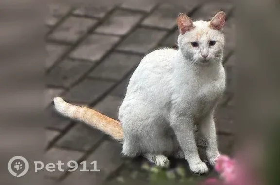Найдена кошка, Одинцово, фото: Найдена кошка, Территория ДПК Сосны-15 (поселок Горки-2) (г Одинцово), Одинцово — белая, домашняя, ласковая