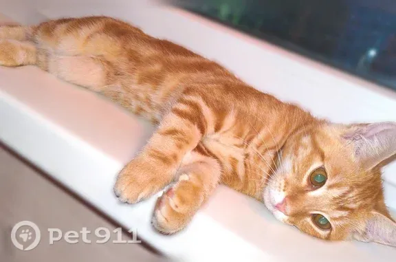Найдена кошка, Тула, фото: Найдена кошка, М.Горького, Тула — рыжий котёнок, 3 месяца