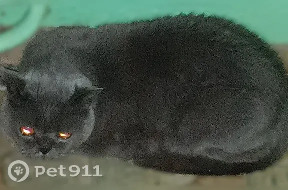Найдена кошка, Оренбург, фото: Найдена кошка, Оренбург, Чкалова, д. 27 — серый дымчатый окрас, оранжевые глаза