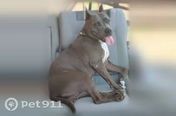 Пропала собака, Хутор Красный Крым, Пшеничная, Красный Крым — девочка американский стафф, кличка Баги, с металлическим ошейником - photo