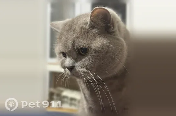 Пропала кошка, Новосибирск, Красный, д. 99 — британская короткошерстная, подстрижена - photo