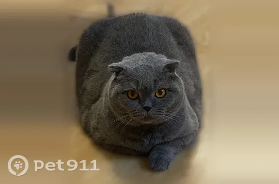 Пропала кошка, Село Арахлей, Арахлей — серый кот Лео, 10 лет, пугливый - photo