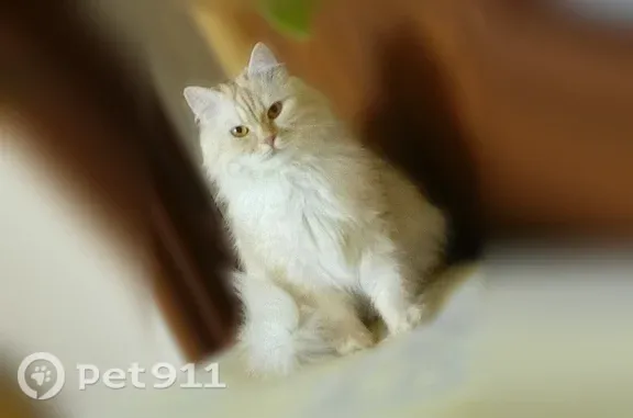 Объявления о пропавших и найденных животных, Якутск, фото: Пропала кошка, Территория СОТ Рассвет (г Якутск), д. 10Д, Якутск — пушистая, 11 лет, кастрированная