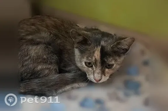 Пропала кошка, Район Центральный (г Тольятти), Заводской, д. 13, Тольятти — ласковая, пугливая, около года - photo