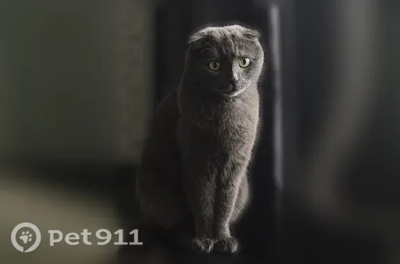Пропала кошка, Набережные Челны, Дружбы Народов, д. 31 — худенький, пугливый - photo