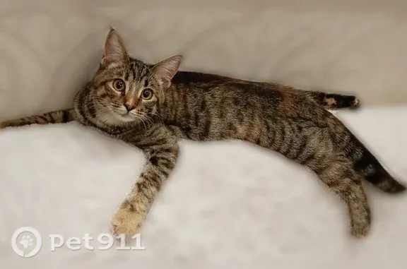 Пропала кошка, Иваново, Куконковых, д. 126, Иваново — ей всего 6 месяцев, правая лапка белая - photo