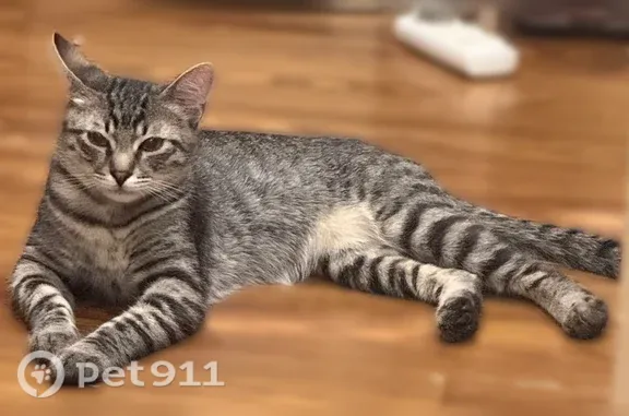 Пропала кошка, Александров, Сосновский, д. 18, Александров — молодой кот в ярко оранжевом ошейнике с адресником - photo