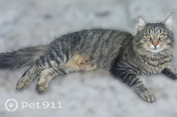 Найдена кошка, Новочебоксарск, фото: Найдена кошка, Солнечная, Новочебоксарск — очень ласковая, домашняя