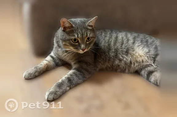 Пропала кошка, Район Железнодорожный (г Новосибирск), Урицкого, д. 17, Новосибирск — половинка хвоста отсутствует - photo