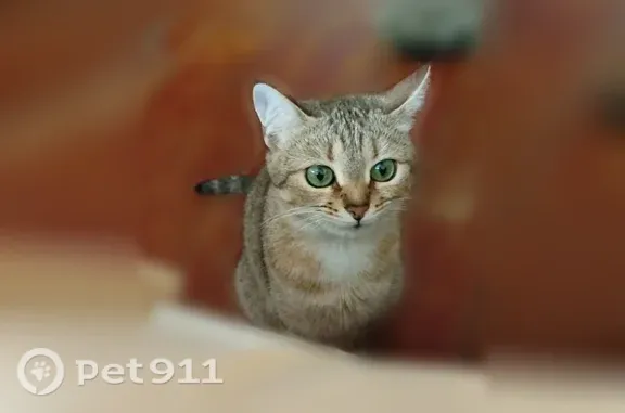 Пропала кошка, Село Южный Урал, Южный Урал — домашняя, игривая, пугливая - photo